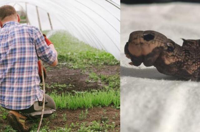 Radinys prie šiltnamio plungiškiui sukėlė šiurpulį – tokio gyvio dar nematė