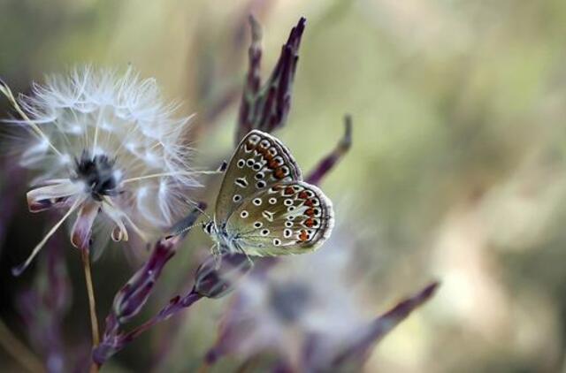 Sekmadienio horoskopas 12-kai zodiako ženklų