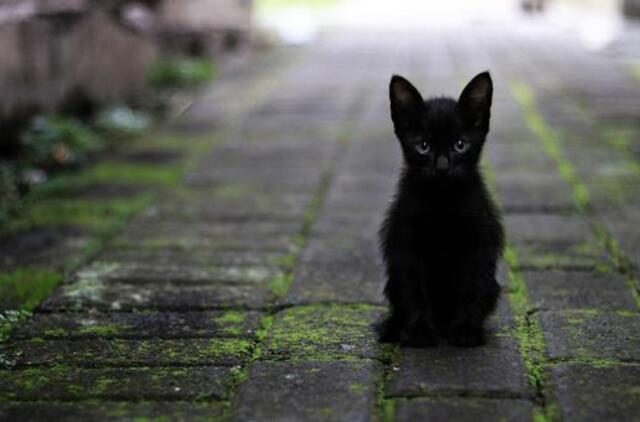 Šeštadienio horoskopas 12-kai zodiako ženklų