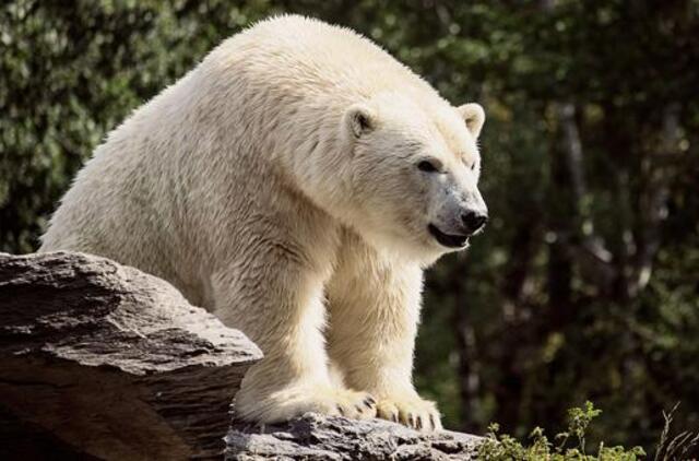 Svalbardo salyne Arktyje baltasis lokys mirtinai sudraskė žmogų