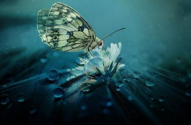 Trečiadienio horoskopas 12-kai zodiako ženklų