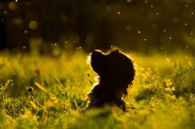 Trečiadienio horoskopas 12-kai zodiako ženklų