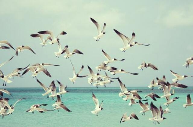 Antradienio horoskopas 12-kai zodiako ženklų