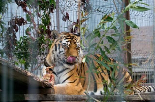 "Zoologijos sode žmonės turėtų elgtis kultūringiau"