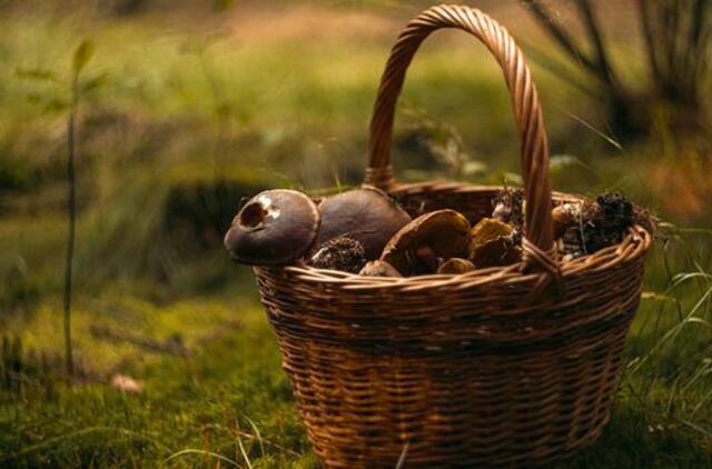 Dar nebuvote grybauti? Spėsite: štai kokie grybai augs iki pat šalnų