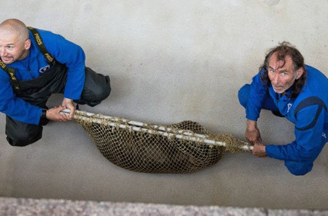 Dvylika išslaugytų ruoniukų sugrįžo į Baltiją