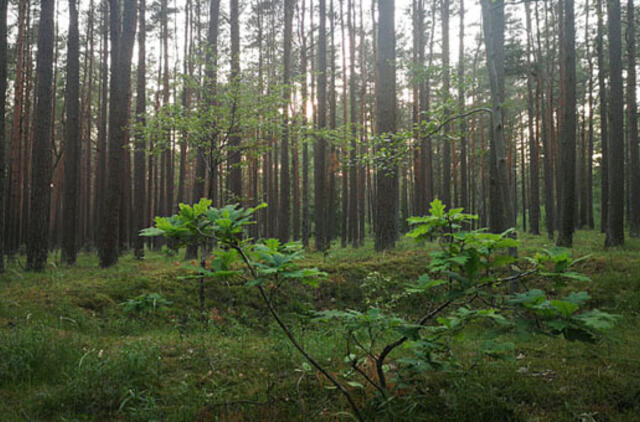 Girulių draustinio idėja skinasi kelią