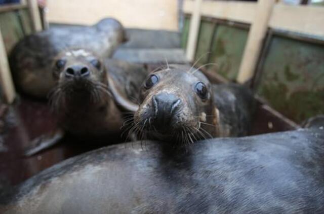Į Baltijos jūrą išleidžiami 12 išgydytų ruonių