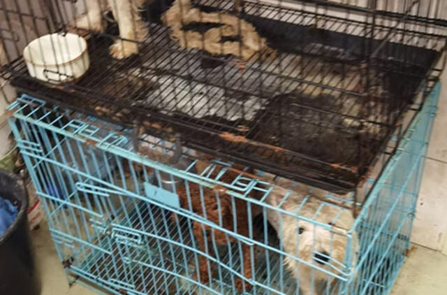 Šunų pragaras Kretingoje: rasti sudegintų šuniukų palaikai