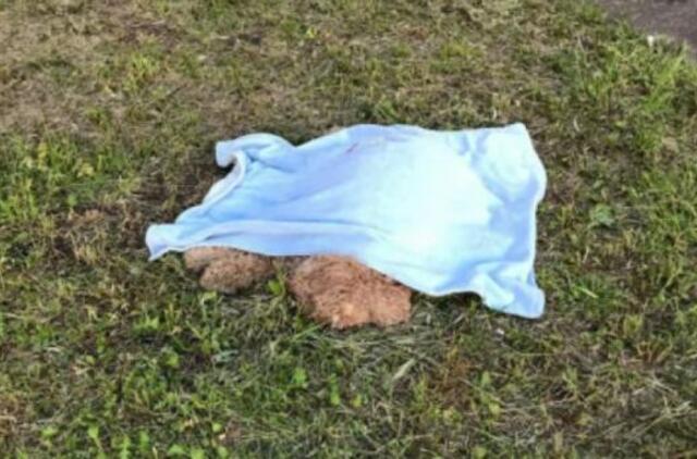 Vilniuje baigta reto žiaurumo byla: nenorėdamas gydyti sergančio šuns, šeimininkas jį išmetė iš 9 aukšto