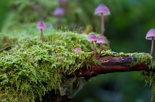 Ketvirtadienio horoskopas 12-ai zodiako ženklų