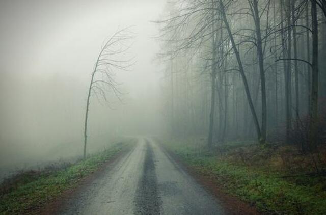 Kiek kainuoja susidūrimas su gyvūnu kelyje?