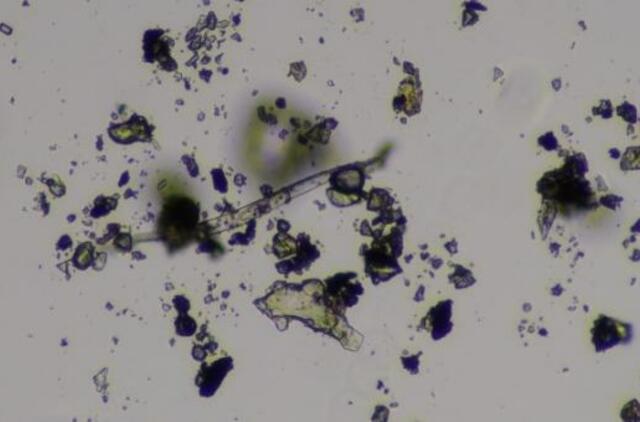 KU mokslininkų studija - proveržis oro taršos tyrimuose