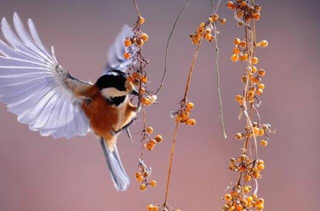 Pirmadienio horoskopas 12-ai zodiako ženklų