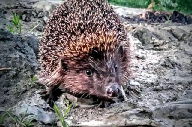 Sekmadienio horoskopas: kai kas bendraus, o kai ką ves iš kantrybės