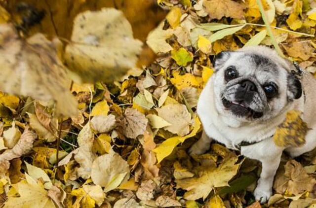Antradienio horoskopas 12-kai zodiako ženklų