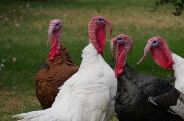 Bankrutuoja didžiausias Lietuvos kalakutų ūkininkas: skolų – 4,44 mln. eurų, išsilavinimo – per mažai