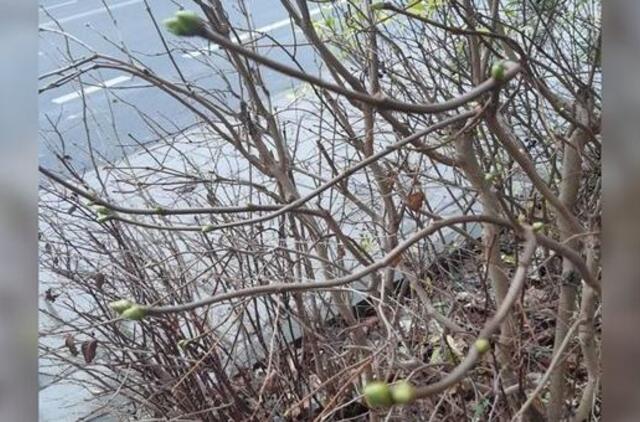 Gyvenimas pro langą: Cha,- liko lygiai mėnuo iki Kalėdų...