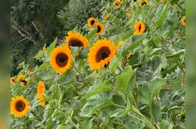 Gyvenimas pro langą: špokinyčios ir kalėdinės girliandos