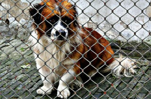 Gyvūnų daugyklų Lietuvoje nemažėja