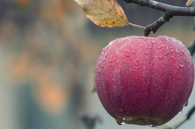 Ketvirtadienio horoskopas 12-ai zodiako ženklų