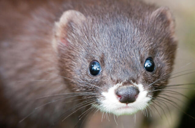 Laukiama audinių koronaviruso tyrimų rezultatų