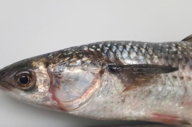 Mariose aptikta nauja žuvų rūšis - ramada