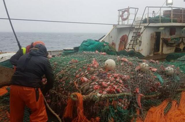 Okeaninė žvejyba: nulinė ešerių kvota, krevetes jau leista gaudyti