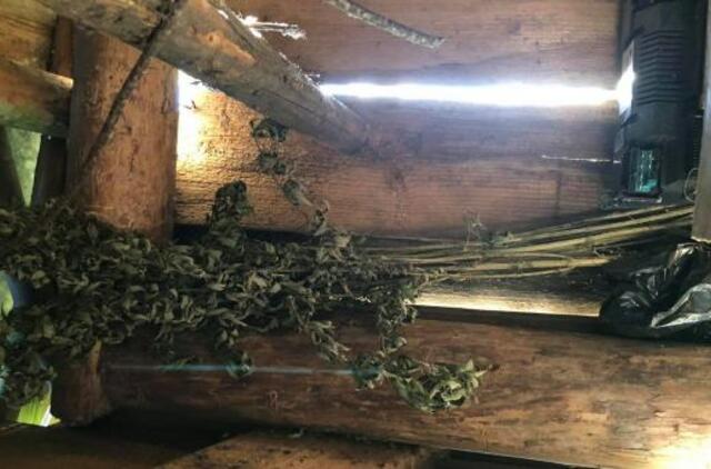 Policijos vizitas: rado tris kibirus kanapių stiebų