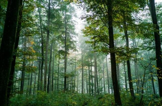 Pratęstas apklausos dėl Girulių miško ateities terminas