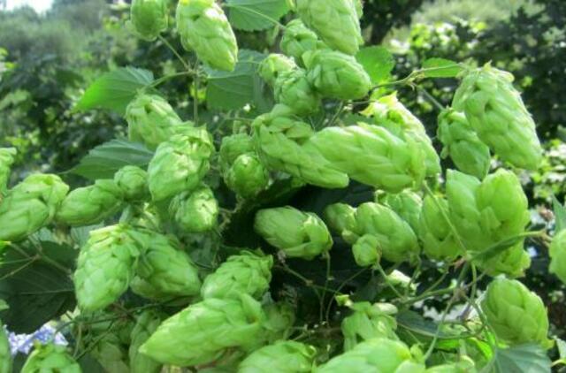 Vaistingieji augalai – tik pasitarus su gydytoju