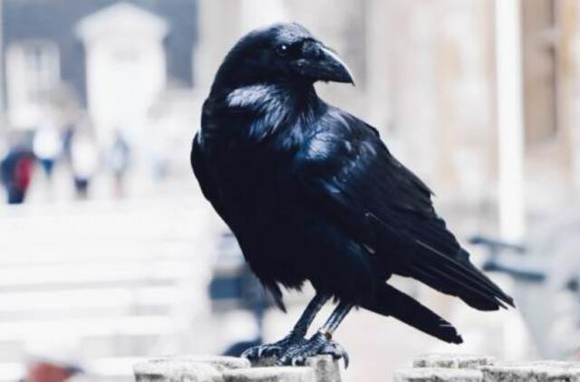 12 skandalų ir krizių, 2020-aisiais juodvarniais laksčiusių