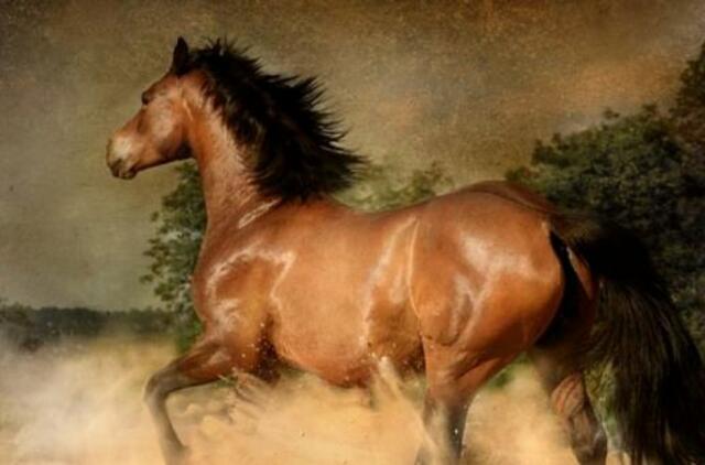 2021-ųjų kinų horoskopas: Arklys