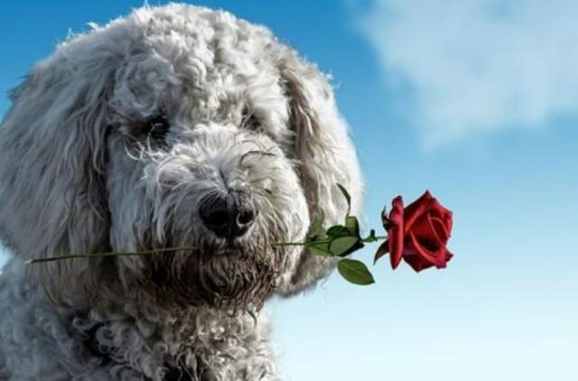 2021-ųjų kinų horoskopas: Šuo