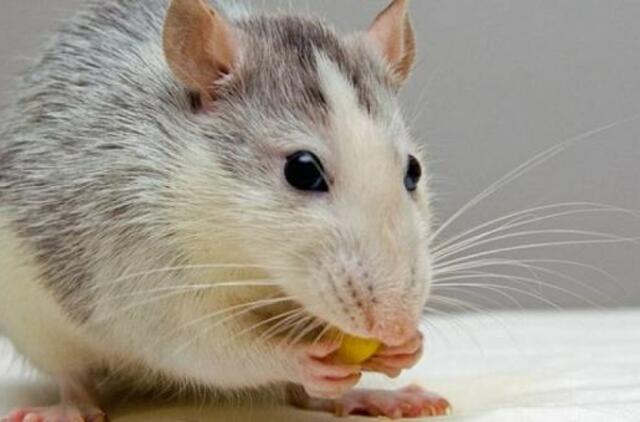 2021-ųjų kinų horoskopas: Žiurkė