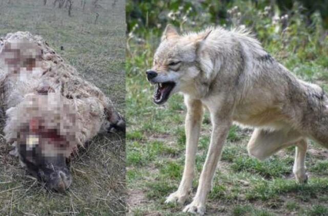 COVID-19 sustabdė ir medžiokles, o vilkai siautėja toliau