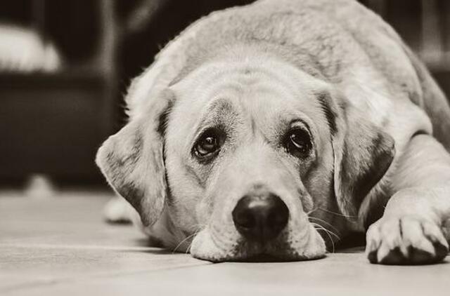 Gyvenimas pro langą: kuo Ožys panašus su manimi?