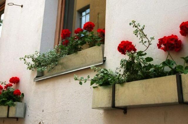 Gyvenimas pro langą: mano žolynėliai