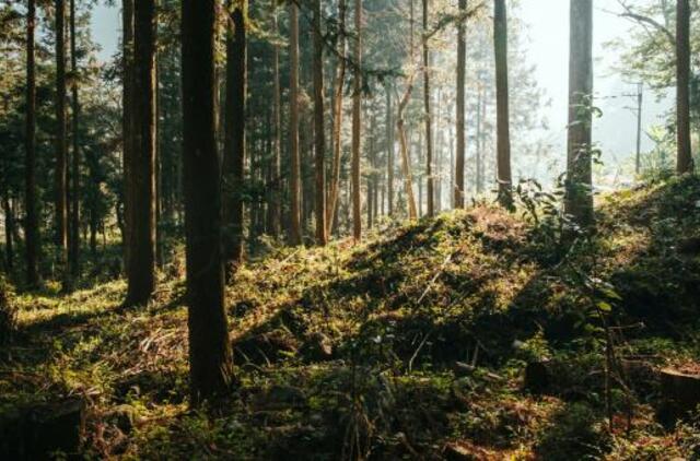 Apklausa dėl Girulių miško ateities nesulaukė deramo klaipėdiečių dėmesio