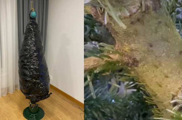 Kalėdinę nuotaiką sugadino iš kėnio pradėję lįsti vabalai