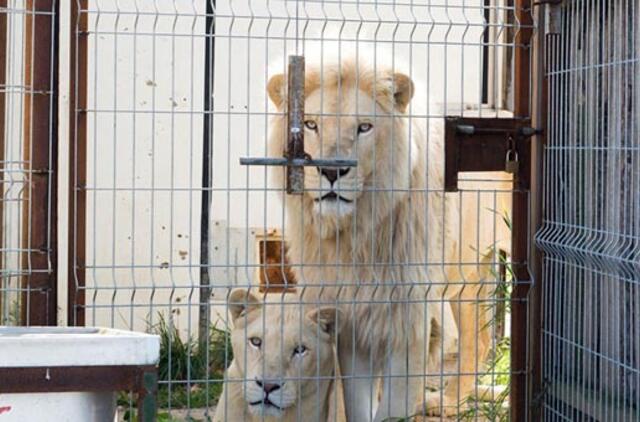 Naujas projektas išgąsdino zoologijos sodo savininkus