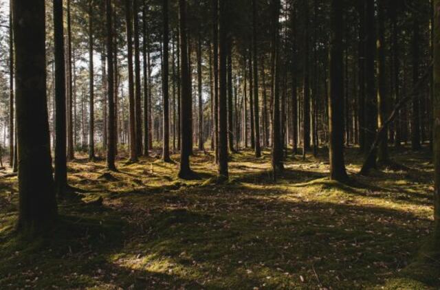 Pratęstas apklausos dėl Girulių miško terminas