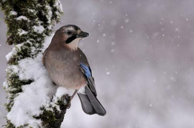 Šeštadienio horoskopas 12-ai zodiako ženklų