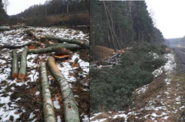 Skaitytojai praneša, kad kertamas Girulių miškas