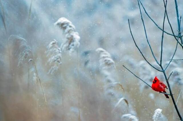 Trečiadienio horoskopas 12-ai zodiako ženklų