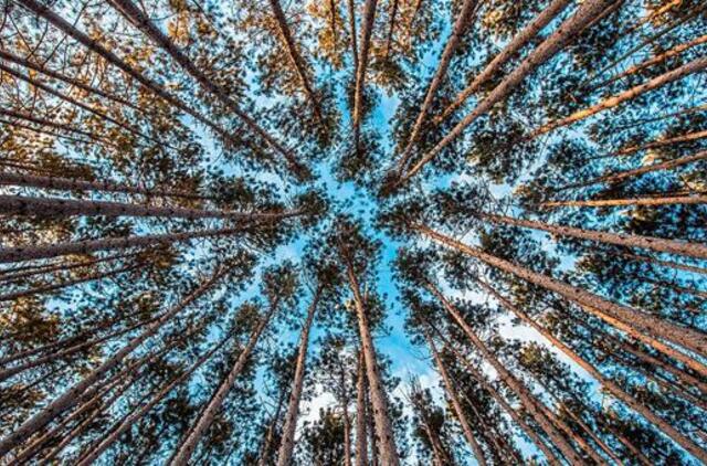 Aplinkos ministerija teigia, kad dėl ribojimų įsigyti mišką Lietuvai gresia ES sankcijos