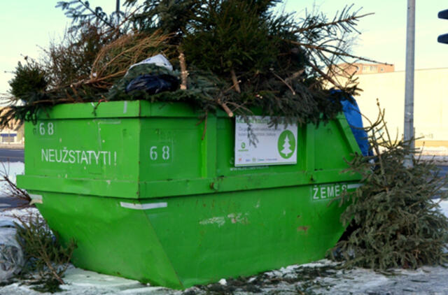 Eglučių surinkimo tvarka Klaipėdos mieste