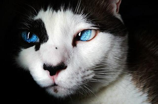 Ketvirtadienio horoskopas 12-ai zodiako ženklų