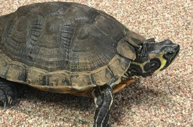 Klaipėdoje – neeilinė gelbėjimo operacija: Pempininkų fontane rastas gyvūnas