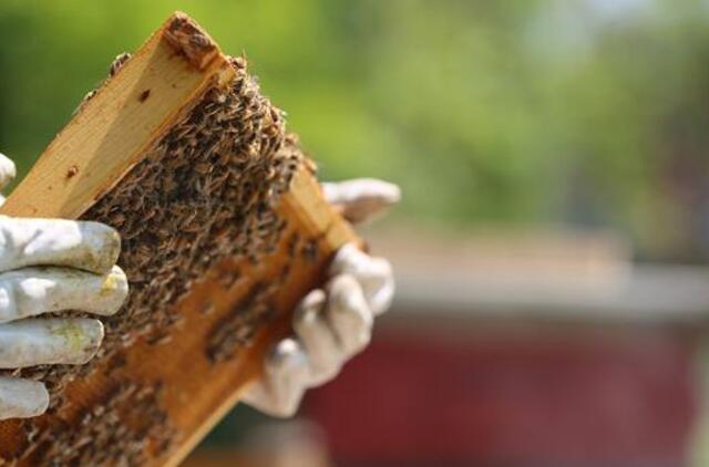 Mirė žinomas bitininkas Jonas Balžekas jaunesnysis